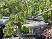 1 B Korean Hornbeam I Dug-Out FromSuburban Water Gardens.jpg