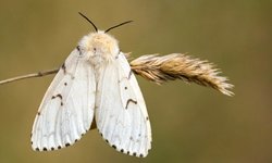 gypsy moth.jpeg