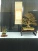 Bill Valvanis Japanese Maple.jpg