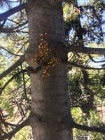 rust on White Bark Pine.jpg