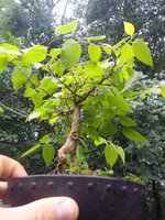 20210619_180911.jpg