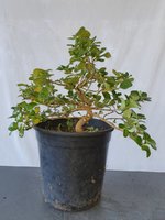4 - 15Jul2020 post prune.jpg