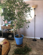 Ficus 2.PNG