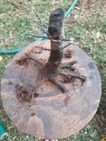 Aug2021 Roots2.jpg