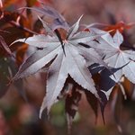 Japanese_Maple_-_Bloodgood__70295.1628986051.jpg