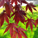 japanesemaple-bloodgood-red-cu.01.jpg