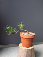 scots pine newly collected.jpg