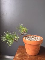 scots pine now.jpg