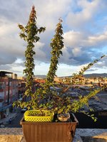 20210901_174329.jpg