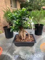 ficus.jpg