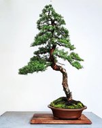 Mountain Hemlock.jpg