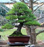 black-pine-bonsai-02_300x100000.jpg