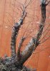 Big-elm-3.jpg