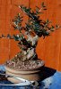 Olive3.jpg