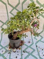 Crassula ovata_rooted 2019.jpg