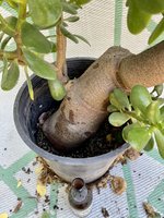 Crassula ovata_rooted 2019_zoom.jpg