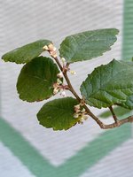 Cryptic Elm_flowers.jpg