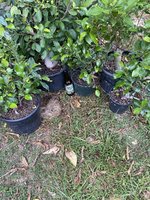 Ficus Microcarpa multiple.jpg