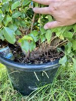 Ficus Microcarpa_large_2020repot_now.jpg