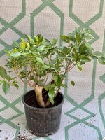 Ficus microcarpa_twin trunk.jpg