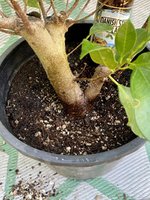 Ficus microcarpa_twin trunk_zoom.jpg