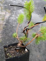 IMG_20211027_171339837.jpg