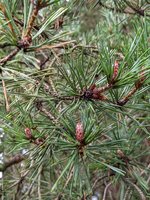 pine-3.jpg