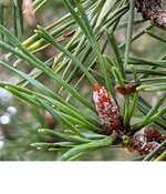 pine-5.jpg