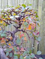 IMG_20201112_113338.jpg