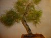 black pine 003.jpg