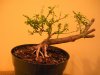 Unknown species 001.jpg