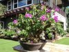 DSC06742.jpg