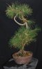 pine1.jpg