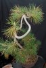 Pine3.jpg