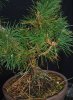 Pine2.jpg