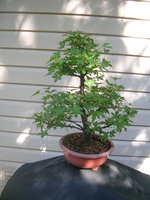 Oriental Sweetgum 2021.JPG