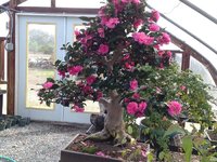 camelia2.jpg