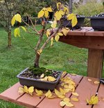 IMG_1769.jpeg