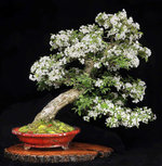 NEW CRABAPPLE-4.JPG