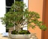 Buxus.061909.jpg