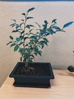 ficus first potting.jpg