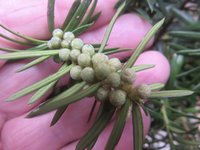 flower buds.jpg