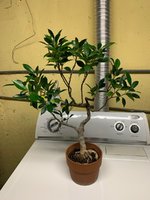 better new ficus photo.jpg