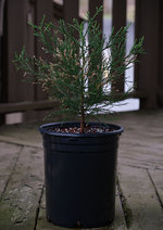 G. Sequoia 1.jpg