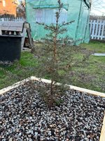 juniper.jpg