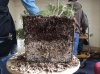 results of half bare root.jpg