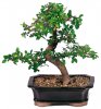 asian-plants.jpg