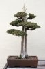 Foemina_Juniper_bonsai_224,_December_24,_2008.jpg