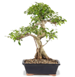 Ficus 1.png