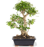 Ficus 2.png